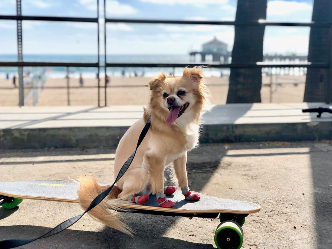 Beastie on a Skateboard